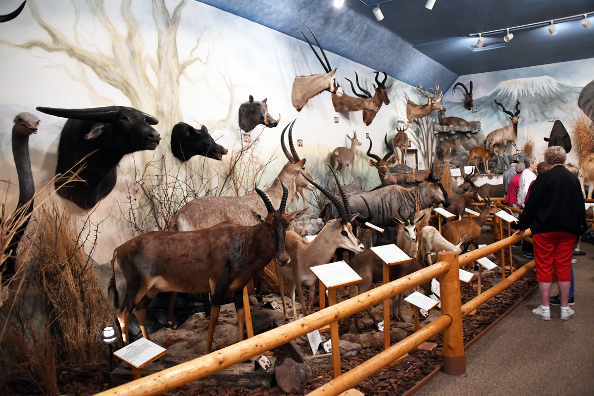161 Trophies from all over the world are displayed at the Pierson Wildlife Museum.JPG